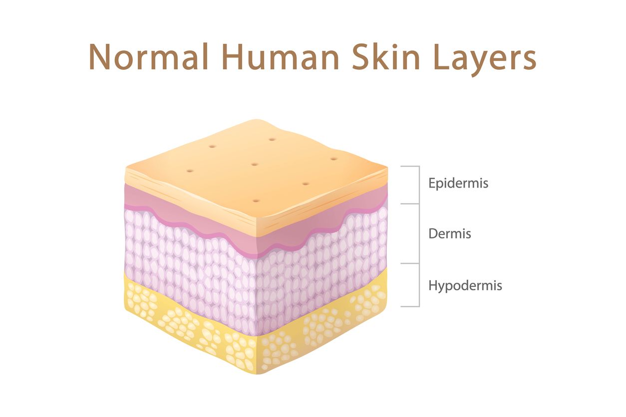 Las diferentes capas de la piel