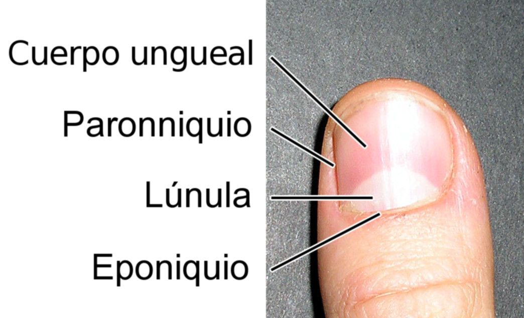 fingernail-anatomia-externa-una.jpg