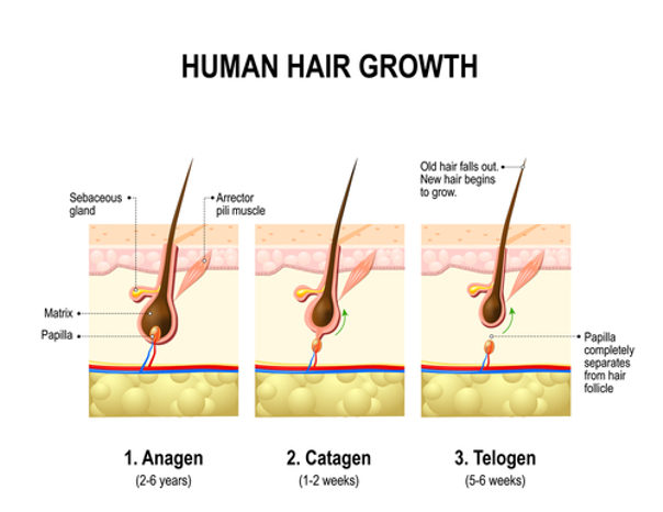 Ciclo de crecimiento del pelo